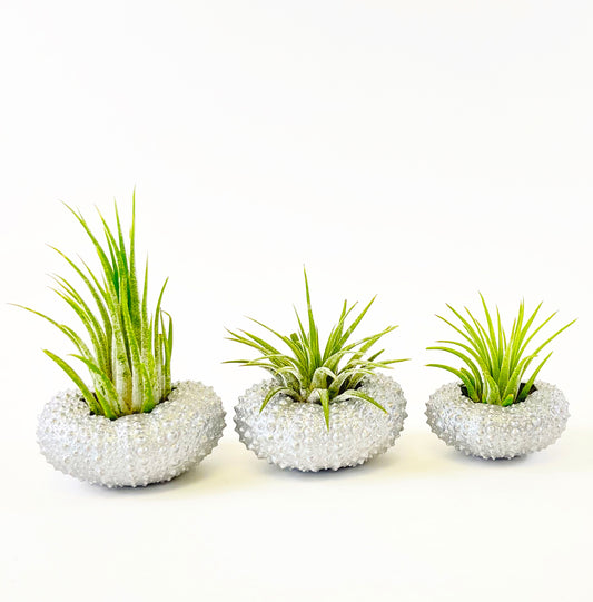 Silver Metallic Sea Urchin Air Plant Holder (Set of 3) - Includes Healthy Live Air Plants and Gift Box