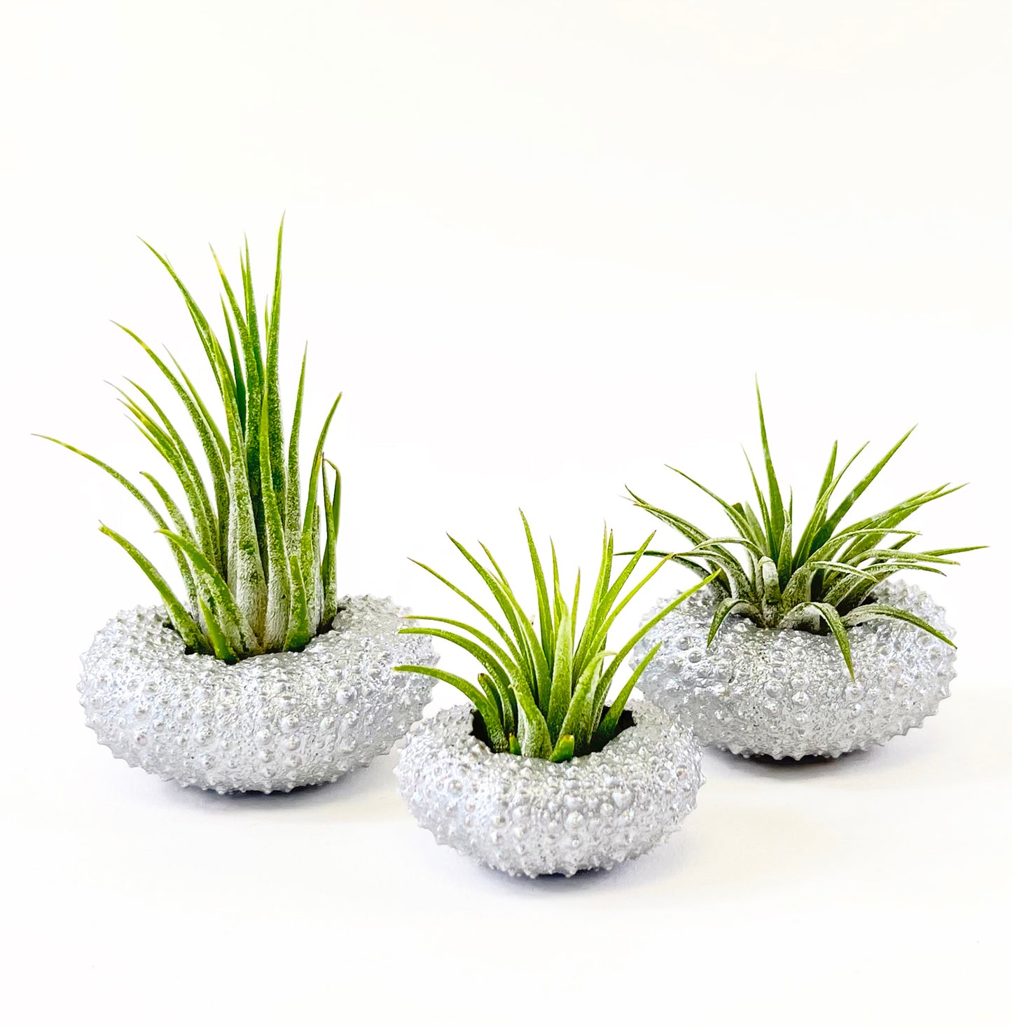Silver Metallic Sea Urchin Air Plant Holder (Set of 3) - Includes Healthy Live Air Plants and Gift Box