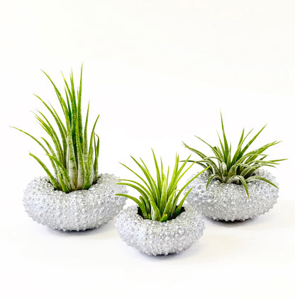 Silver Metallic Sea Urchin Air Plant Holder (Set of 3) - Includes Healthy Live Air Plants and Gift Box