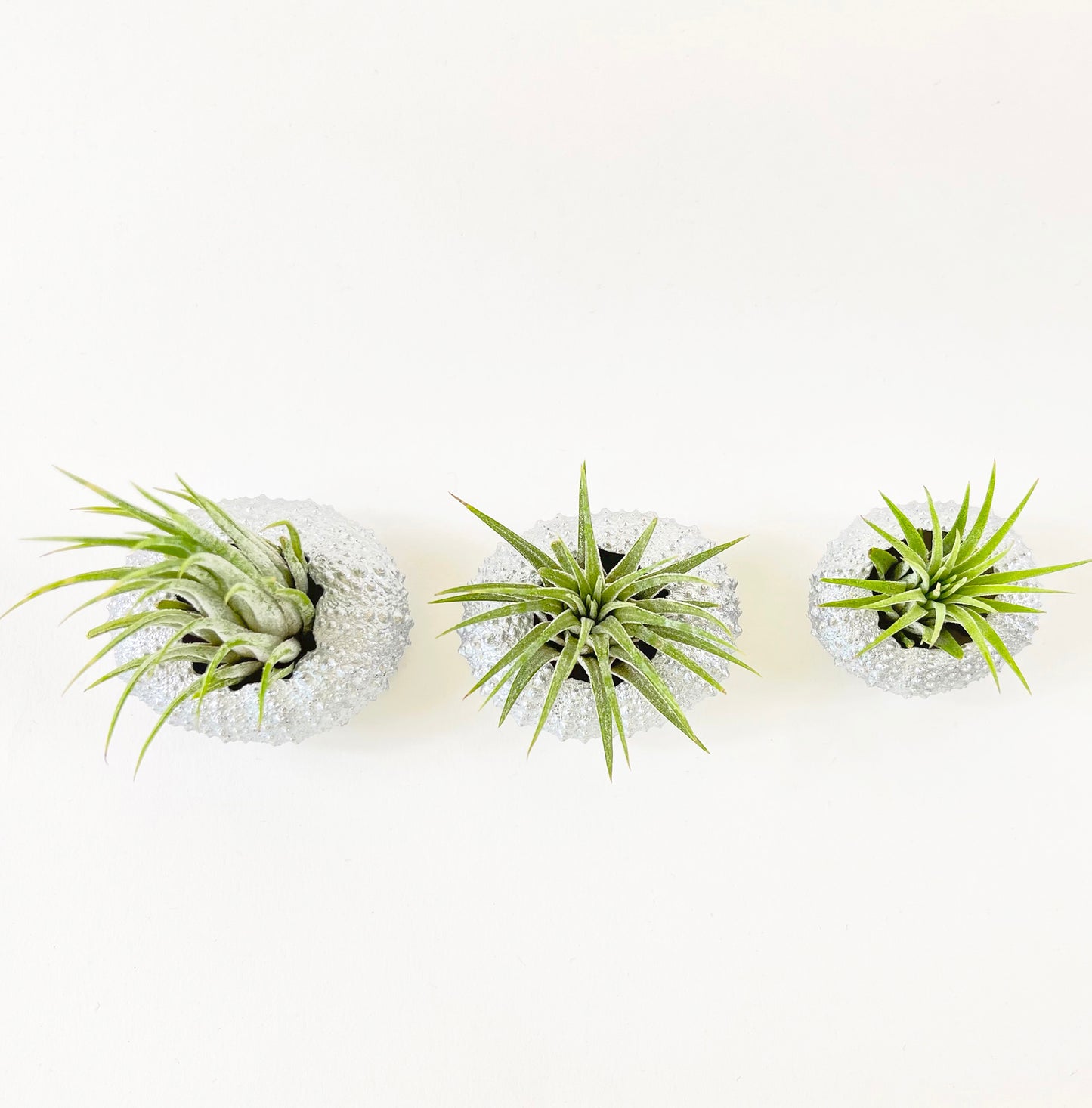 Silver Metallic Sea Urchin Air Plant Holder (Set of 3) - Includes Healthy Live Air Plants and Gift Box
