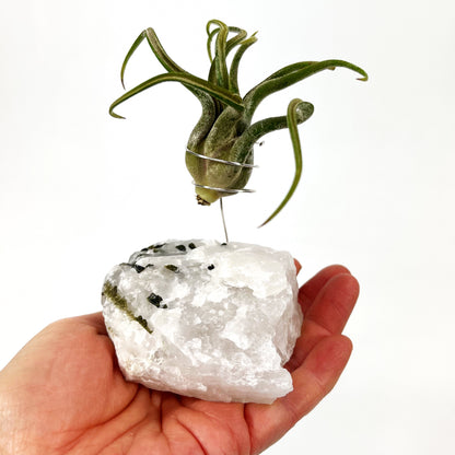 Thank You Gift - Black Tourmaline Quartz Air Plant Holder - Caput Medusae Air Plant