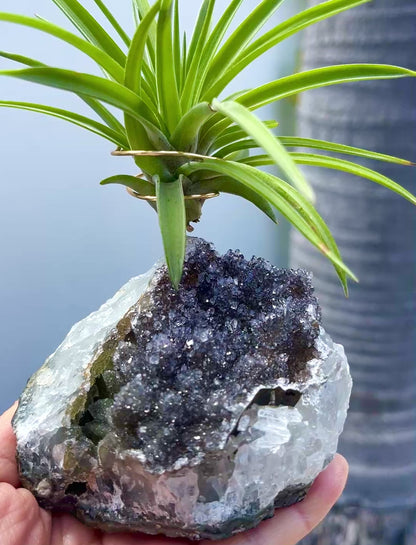 One-of-a-Kind Large Dark Amethyst Geode Crystal Air Plant Holder with Tillandsia Velutina