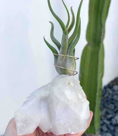 One-of-a-Kind Clear Quartz Crystal with Point Air Plant Holder