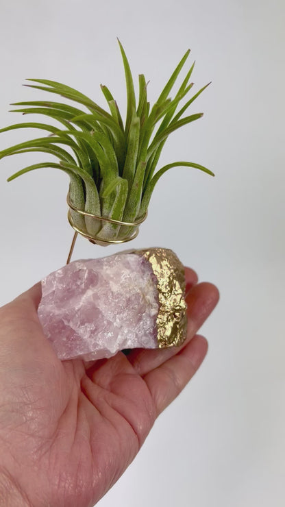 Gold Dipped Rose Quartz Air Plant Holder (Tillandsia Ionantha Guatemala) - Valentine's Day Air Plant Gifts (Copy)