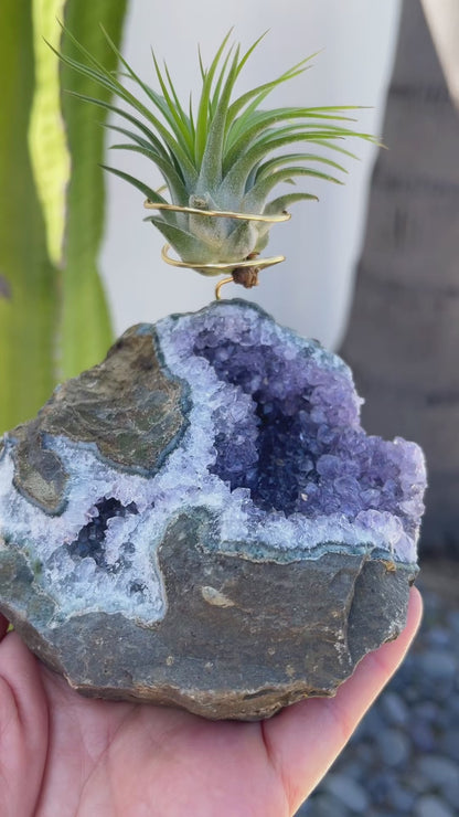 Rare Natural Amethyst Crystal with Cave like Design Air Plant Holder - Unique Crystal and Plant Center Piece