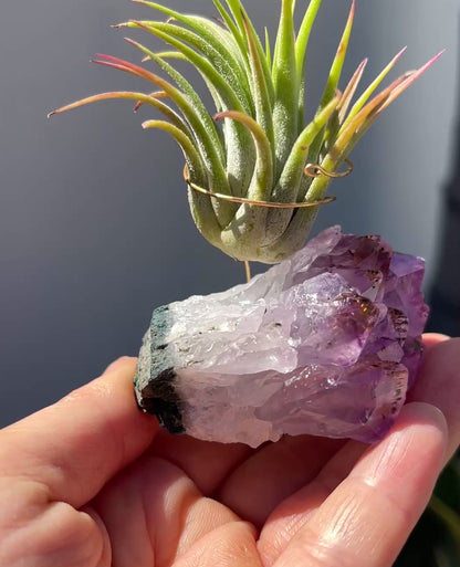 Unique Mother's Day Gift for Plant Lovers - One-of-a-Kind Amethyst Gemstone Air Plant Holder - Includes Tillandsia Plant and Love You! Gift Box