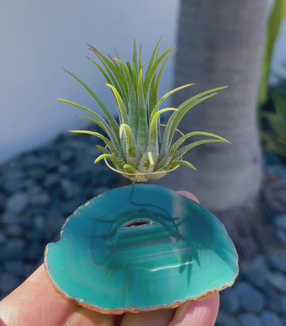 Green Agate Crystal Air Plant Holder - Tillandsia Ionantha Guatemala Plant and Gift Box Included