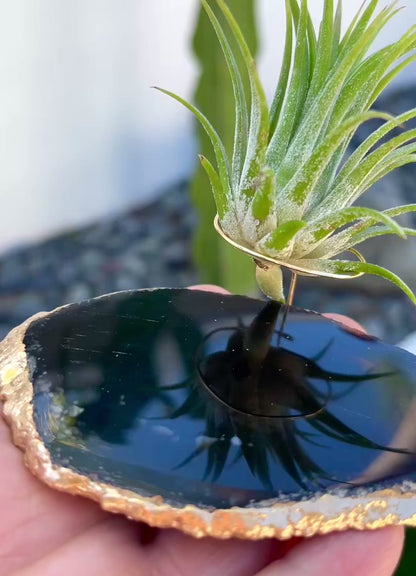 Black Agate Slice Crystal Air Plant Holder - Tillandsia Ionantha Guatemala Plant and Gift Box Included