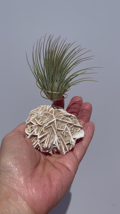 Desert Rose Air Plant Holder