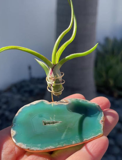 Green Agate Crystal Air Plant Holder - Tillandsia Bolbusa Plant and Gift Box Included