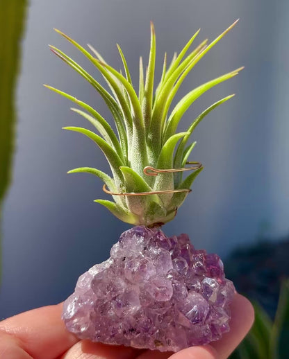 Mother's Day Gift for Crystal Lovers - Amethyst Crystal Air Plant Holder - Includes Tillandsia Plant and Love You! Gift Box