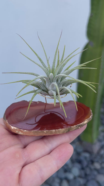 Red Agate Slice Crystal Air Plant Holder - Tillandsia Ionantha Guatemala Plant and Gift Box Included (Copy)