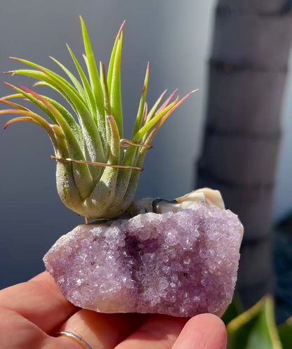 Mother's Day Gift for Plant Lovers - One-of-a-Kind Amethyst Crystal Air Plant Holder - Includes Tillandsia Plant and MOM Gift Box
