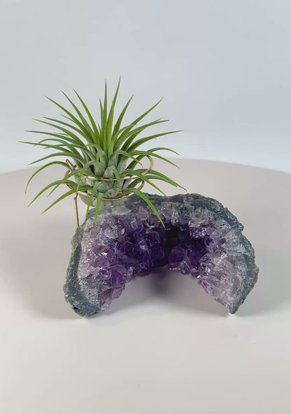 One-of-a-kind Half Moon Shaped Purple Amethyst Crystal Air Plant Holder - Includes Gift Box and Healthy Tillandsia