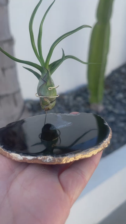 Black Agate Slice Crystal Air Plant Holder - Tillandsia Bolbosa Plant and Gift Box Included