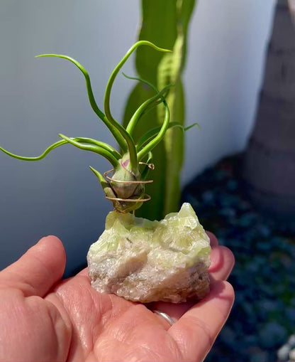 Rare Green Calcite Gemstone Air Plant Holder - One-of-a-kind Gift for Tillandsia and Crystal Lovers