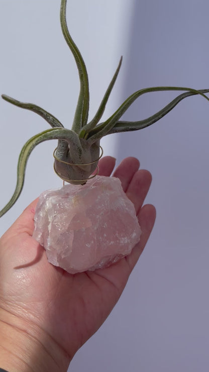 Raw Rose Quartz Air Plant Holder (Tillandsia Caput Medusae)