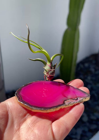 Pink Agate Slice Crystal Air Plant Holder - Tillandsia Bolbosa Plant and Gift Box Included