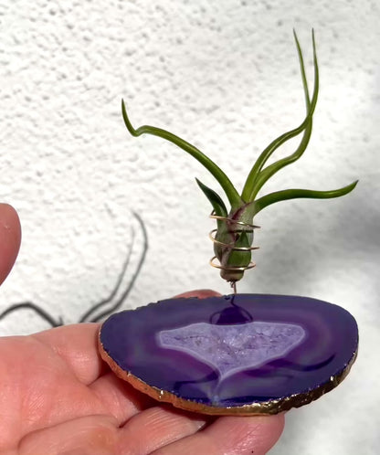 Purple Agate Slice Crystal Air Plant Holder - Tillandsia Bolbusa Plant and Gift Box Included
