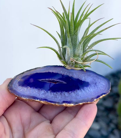Purple Agate Slice Crystal Air Plant Holder - Tillandsia Ionantha Guatemala Plant and Gift Box Included