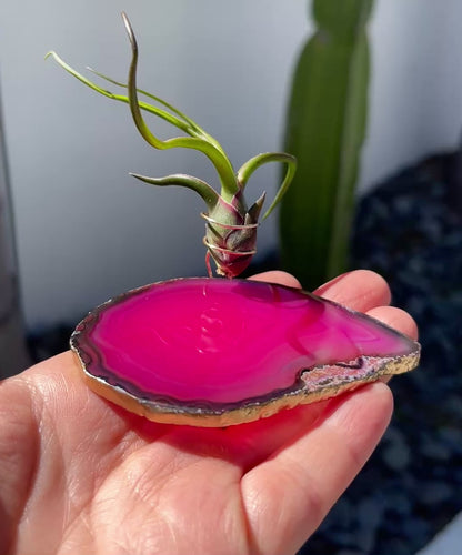 Pink Agate Slice Crystal Air Plant Holder - Tillandsia Ionantha Guatemala Plant and Gift Box Included