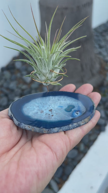 Blue Agate Slice Crystal Air Plant Holder - Tillandsia Ionantha Guatemala Plant and Gift Box Included