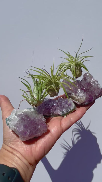 Small Amethyst Air Plant Holders (Set of 3) - Valentine's Day Air Plant Gifts