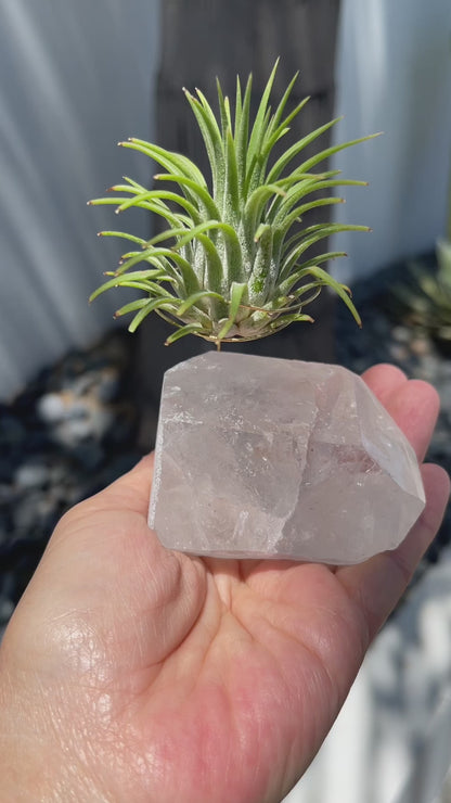 One-of-a-Kind Clear Quartz Crystal with Point Air Plant Holder