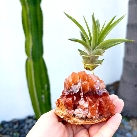 One-of-a-kind Dark Red Calcite Crystal Air Plant Holder: Unique Plant and Crystal Gift