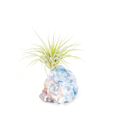 Unique Holiday Gift - Blue Calcite Crystal Air Plant Holder - Joy Gift Box