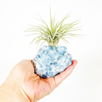 Unique Birthday Gift - Blue Calcite Crystal Air Plant Holder