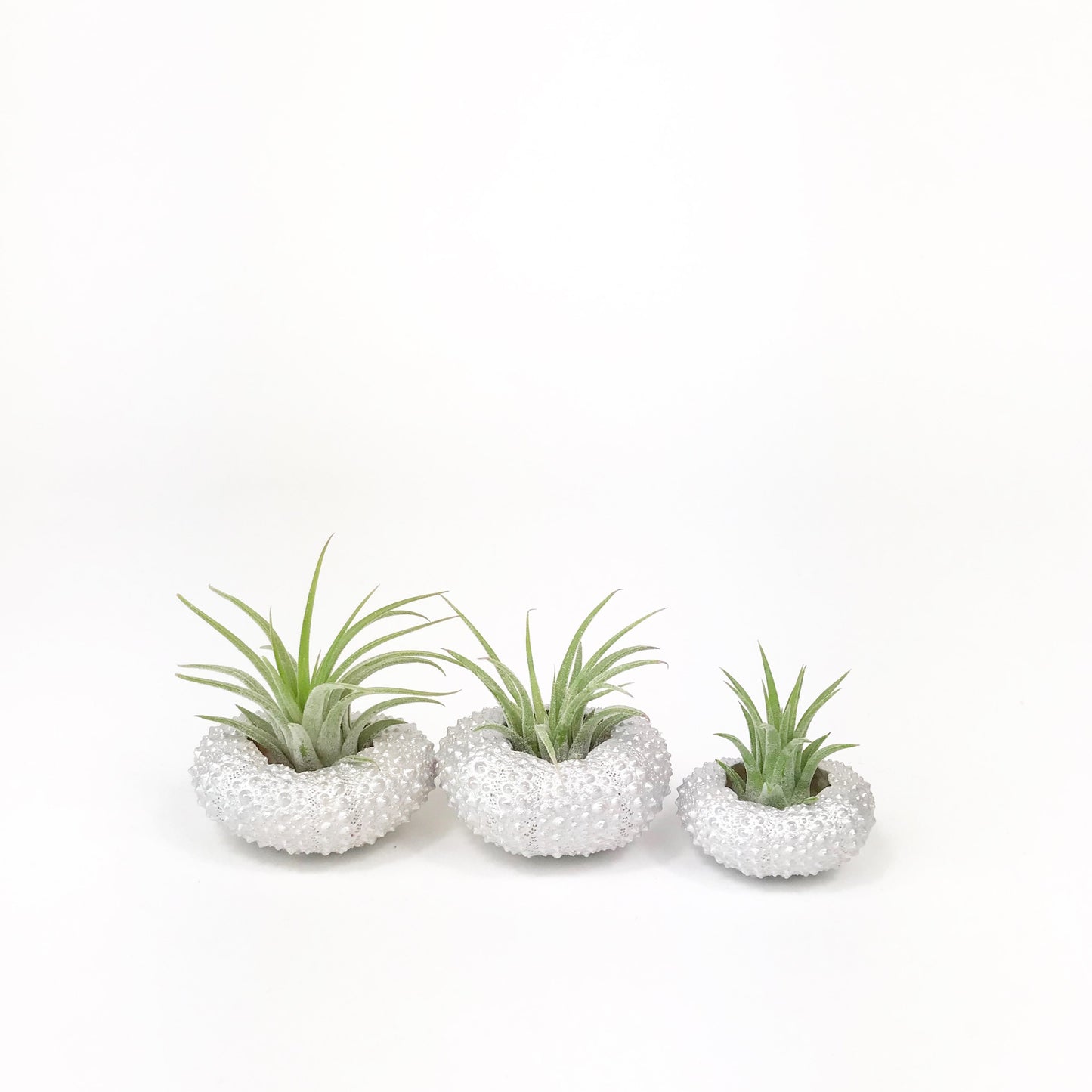 Silver Metallic Sea Urchin Air Plant Holder (Set of 3)