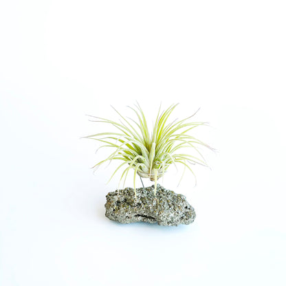 Small Pyrite Air Planter